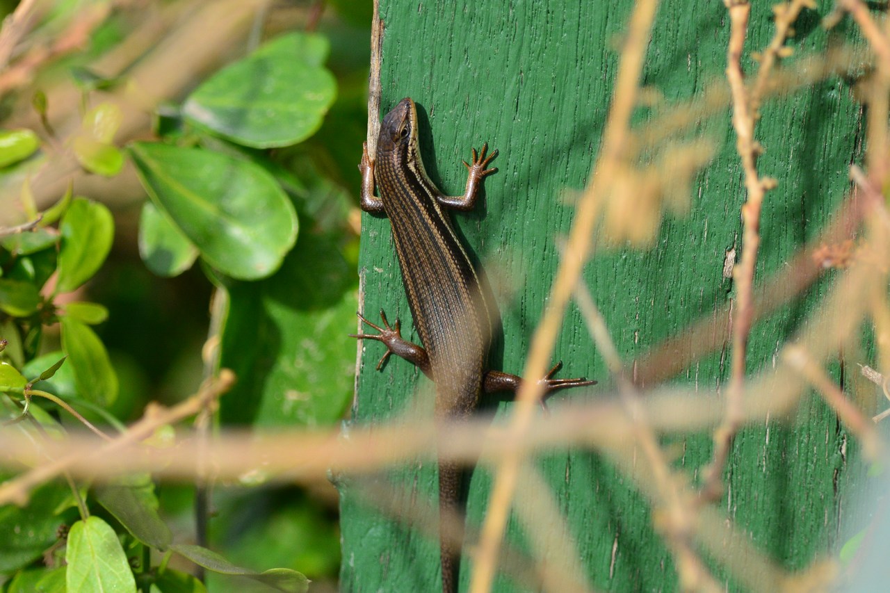 Trachylepis homalocephala